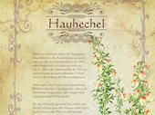 Hauhechel