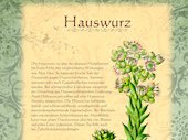 Hauswurz