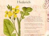Hederich