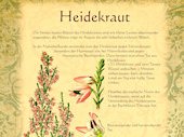 Heidekraut