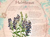 Helmkraut