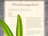Hirschzungenfarn