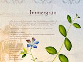 Immergrün