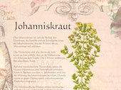 Johanniskraut
