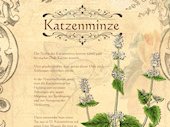 Katzenminze