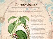 Kermesbeere