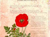 Klatschmohn
