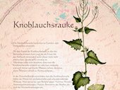 Knoblauchsrauke