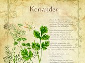 Koriander