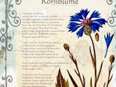 Kornblume