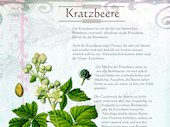Kratzbeere