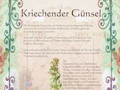 KriechenderGünsel