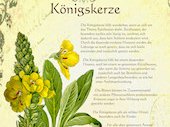 Königskerze