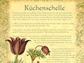 Küchenschelle