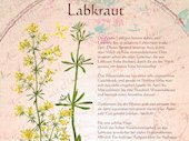 Labkraut