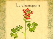 Lerchensporn