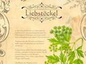 Liebstöckel