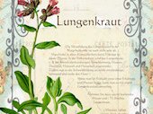 Lungenkraut