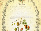 Lärche