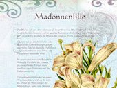 Madonnenlilie