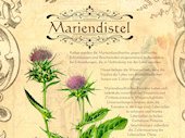 Mariendistel