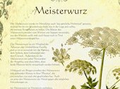 Meisterwurz