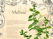 Melisse
