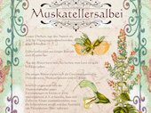 Muskatellersalbei