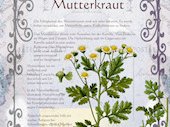 Mutterkraut