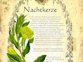 Nachtkerze