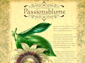 Passionsblume