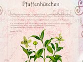 Pfaffenhütchen