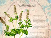 Pfefferminze