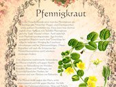 Pfennigkraut
