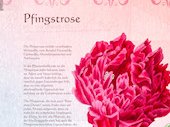 Pfingstrose