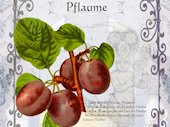 Pflaume