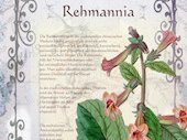 Rehmannia