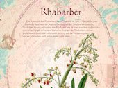 Rhabarber