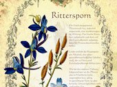 Rittersporn
