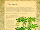 Rizinus