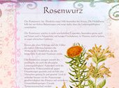 Rosenwurz