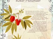 RoterHolunder