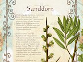 Sanddorn