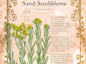 Sandstrohblume
