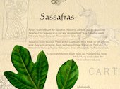 Sassafras