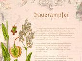 Sauerampfer
