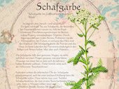Schafgarbe