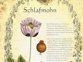 Schlafmohn