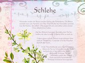 Schlehe