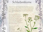 Schleifenblume